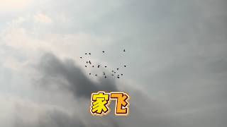 家飛集合，請朋友檢閱 #賽鴿 #birds #vlog #信鴿 #鴿舍 #pigeon