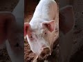 cerdas de cria o remplazo 🐖 #emprendimiento #porcicultura #cerdos #pig #pigfarmer #pigfarming #farm