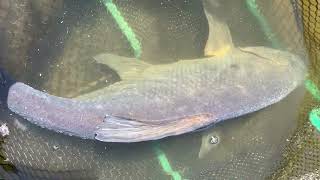 Fishing for Bream
