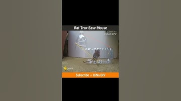 5 Easy Mouse/Rat Trap ☆ DiNa DIY #shorts
