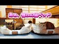 3年越しに猫ベッドで寝る姉妹猫　ウールサッキングの猫がベッドで寝るまでの長い道のり