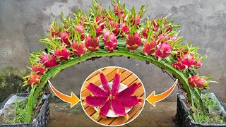 The secret to growing dragon fruit to produce plenty of fruit for the family to eat all year round by Terrace garden ideas 347,216 views 6 months ago 11 minutes, 5 seconds