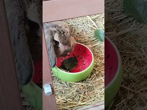 Video: Spiser kaniner valmuer?