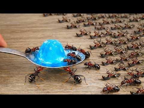 They all die instantly! How to kill ants instantly without poison and without spending anything.