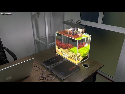 Video Trang trí Bể thủy sinh đẹp rực rỡ sang trọng trên bàn... - youtube