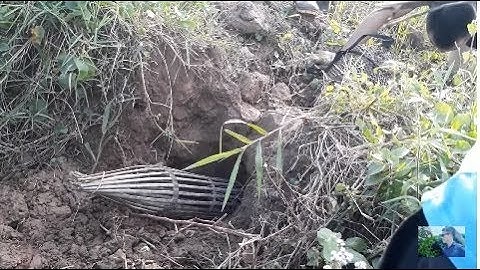 Cách Săn Chuột Đồng Đơn Giản Mà Được Rất Nhiều Chuột  - Săn Bắt Miền Bắc