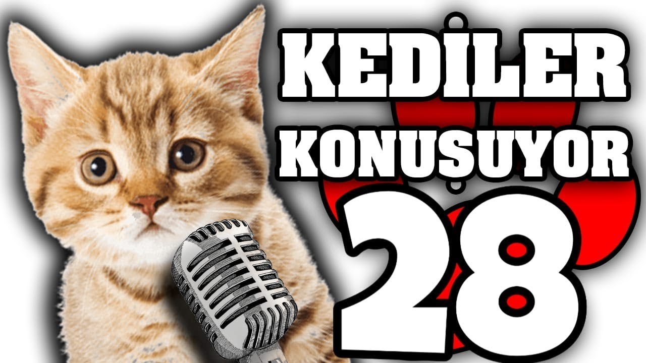 Konusan Pisiler 28 En Komik Kedi Videolari Youtube