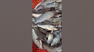 CÁ CHỐT GIẤY - ĐẶC SẢN CÁ SÔNG THIÊN NHIÊN AN GIANG