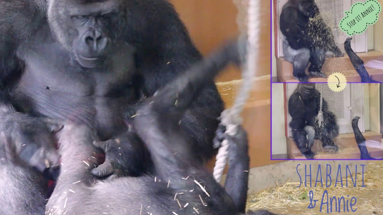 Shabani | a Silverback Gorilla Adores His Daughter So Much