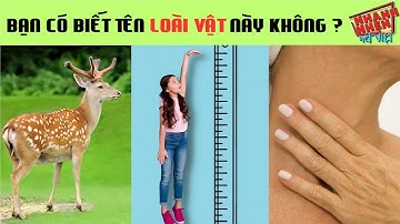Đuổi Hình Bắt Chữ: Liệu Bạn Có Đoán Đúng Tên Loài Vật Ẩn Sau Hình Ảnh?