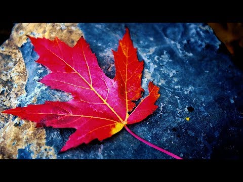 Video: Care este scopul unei frunze?