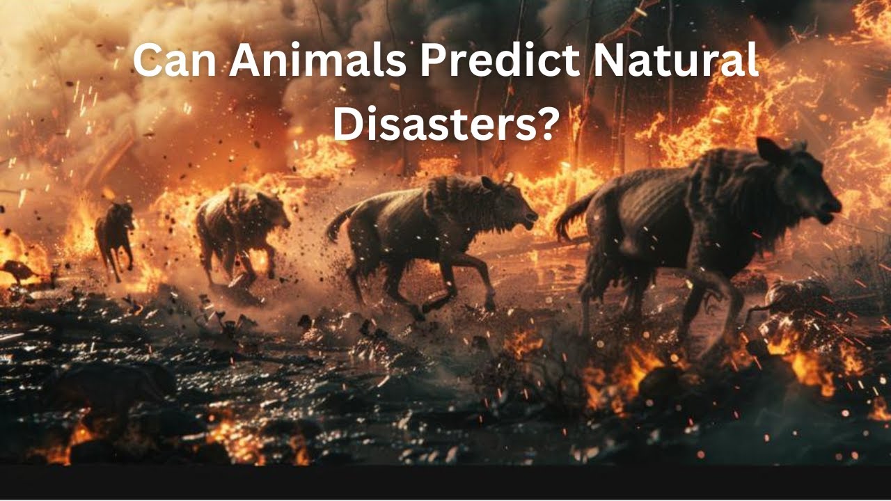 Can Animals Predict Natural Disasters? YouTube