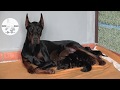 Noche Negro doberman: Super mom