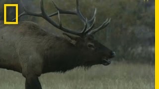 Rocky Mountain Bugling Elk | National Geographic