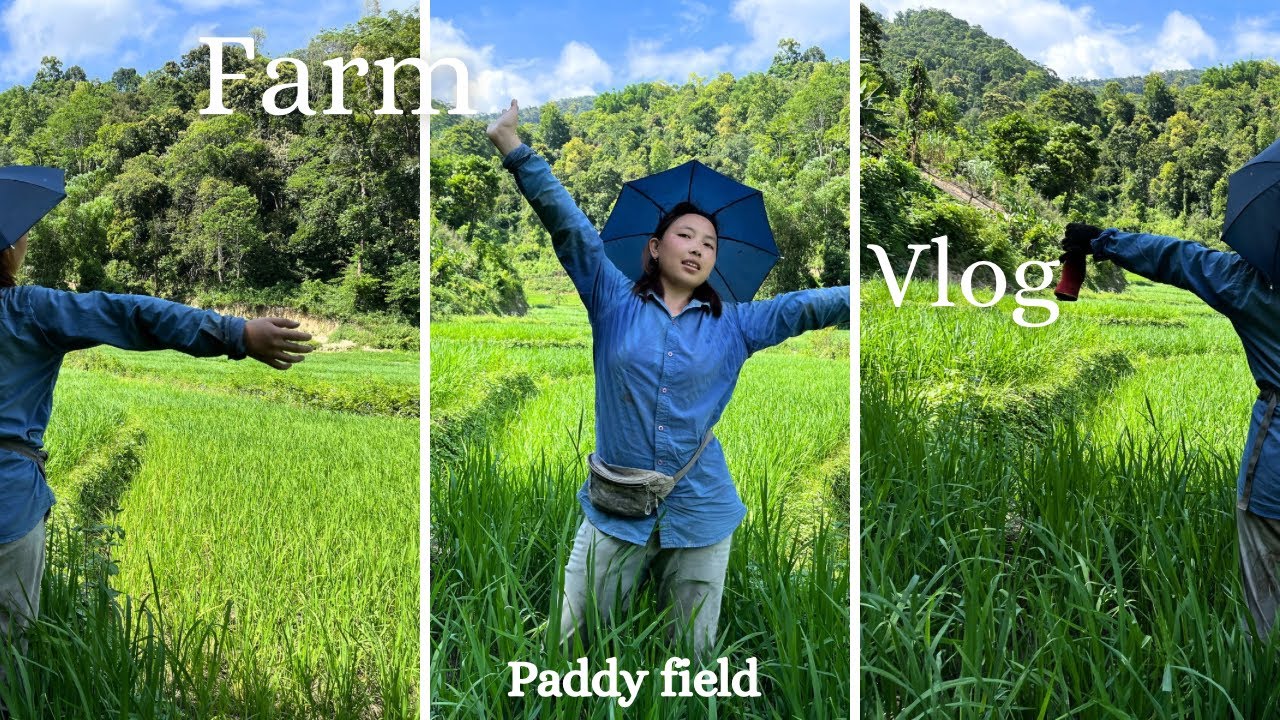 Farm🌾🍃update vlog with mom ||Plucking fresh organic pumpkin & vegetables🥬||Keyi Panyor|| Arunachal🇮🇳