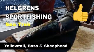 Yellowtail, Calico Bass and Sheephead - Helgrens Sportfishing - Oceanside, CA