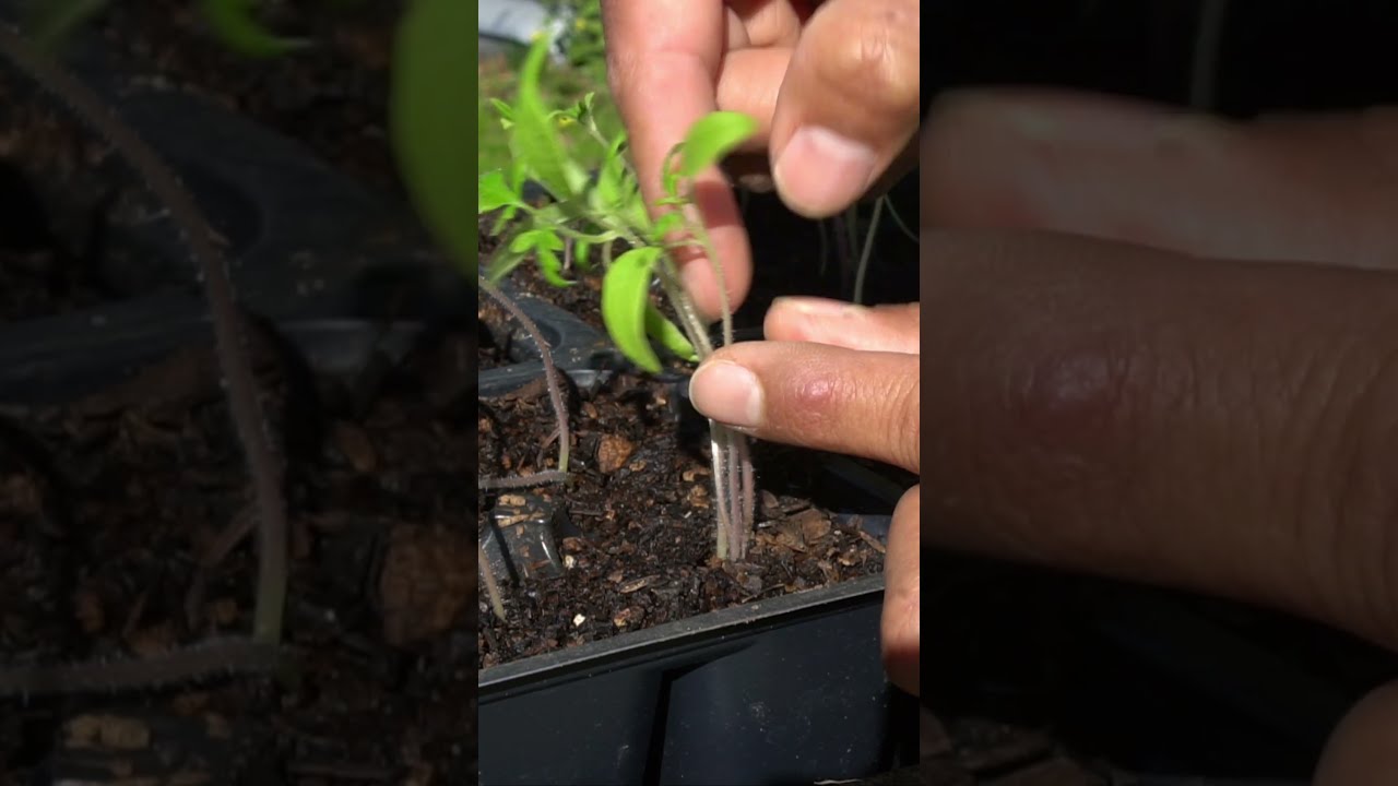Do Not Thin Seedlings DO This Instead 