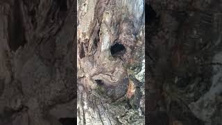 A Black-Eyed Bear Over A Monk In A Black Skufya With A Gray-Eyed Hen In Front Of A Gray-Eyed Dog.