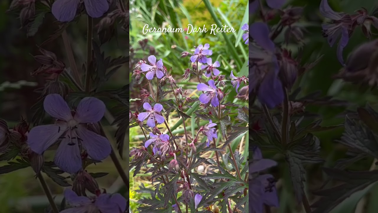 Compare dark foliage Geranium - Dark Reiter vs Boom Chocolatta. Which one you like the most?
