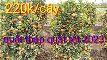 Trực tiếp báo giá vườn quất lùm phục vụ quất tết 2023, giá quất cảnh tết 2023 Hưng Yên