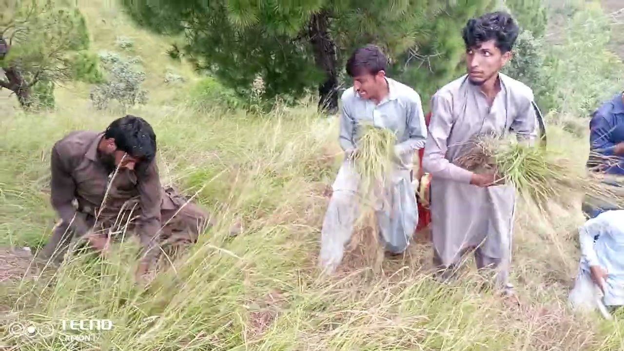 Yaar Mera tetlen werga gane per dohal bejna gas's ketna