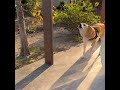 突然、魔王の笑いに切り替わるのどうして