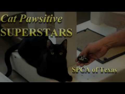 horseshoe bend Jackson Galaxy Cat Pawsitive Recap -SPCA of Texas