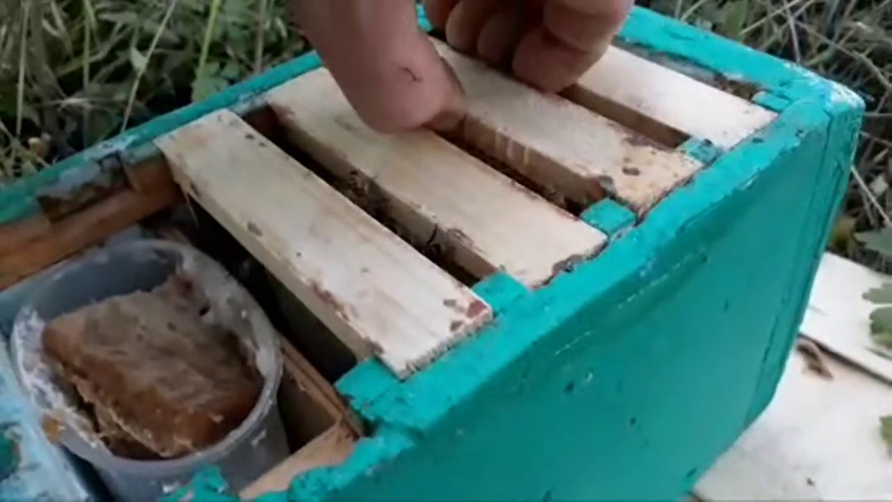 Marcare Regine & 4 Tipuri de Nuclee De Fecundare Regine 