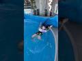 LILLY LOVE BRAIDS STUCK IN POOL!!