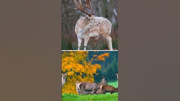 Did U Know?🦌| About Deer |Animal Video| Fact about | Learning | Tv #shortsfeed #shortvideo #shorts