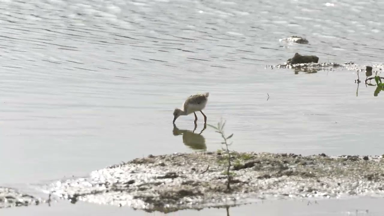 Black Winged Stilt Fledgelings Feeding