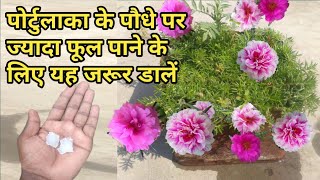 पोर्टुलाका के पौधे पर ज्यादा फूल पाने के लिए यह जरूर डालें | best fertilizer for moss rose