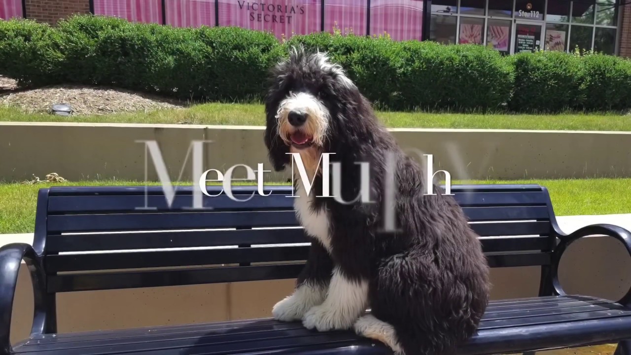 Murphy 6 month old Sheepadoodle Dog Training Omaha Nebraska, Off