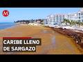 Sargazo invade playas de Quintana Roo y anticipan mayor impacto