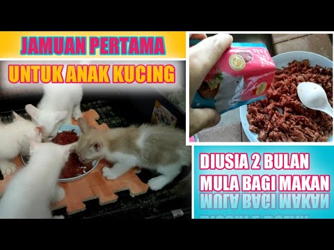 Video: Adakah OK Untuk Bermain Switcheroo Dengan Makanan Haiwan Peliharaan Anda?