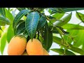 Wonderful Benefits of Mango Leaves For Diabetes!!