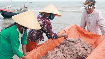 (VTC14)_Ngư dân Hà Tĩnh trúng mùa ruốc đầu Xuân