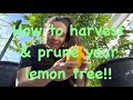 How to Harvest and Prune your Lemon Tree!