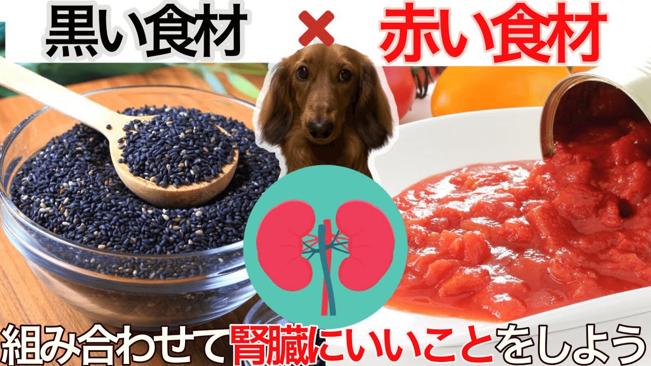 【犬 腎臓】食材を組み合わせて腎臓にいいことをしよう YouTube 【犬 腎臓】食材を組み合わせて腎臓にいいことをしよう YouTube