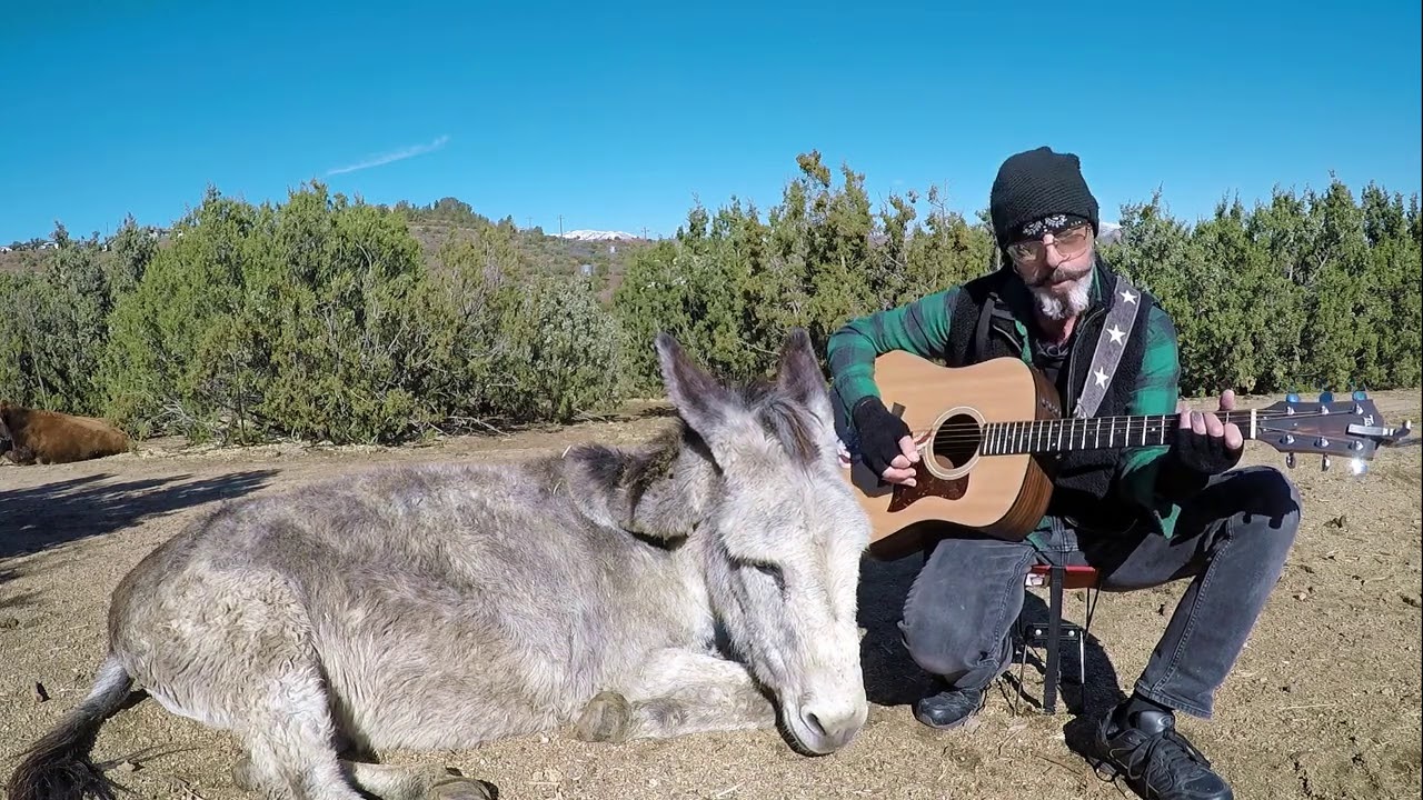 Hazel the Donkey Loving her Classic Rock Music