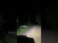 Imagina escutar isso sozinho(a) na mata! O coaxar dos sapos e rãs é extremamente alto