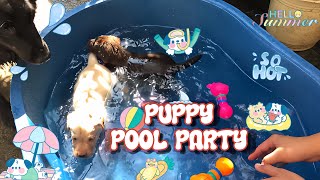 Puppy Splash Bash‼ | Alexa & Amir's First Swim Party