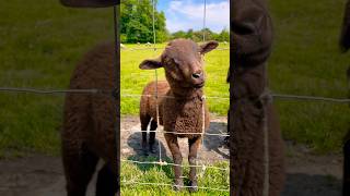 Baby Farm Animals 🐥🐷🐾 #animals #kidssongs #kidsvideo #singalong #children #kids #toddlers #babies