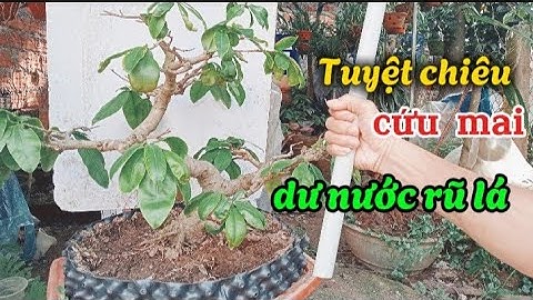 Cách nhận biết và cứu cây mai dư nước rũ lá,  phải qua 3 bước