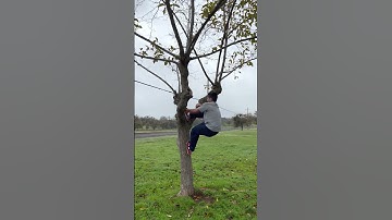 I Climbed A Tree For 10K Like