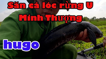 Hành trình săn cá lóc Đen Hugo Tập 76