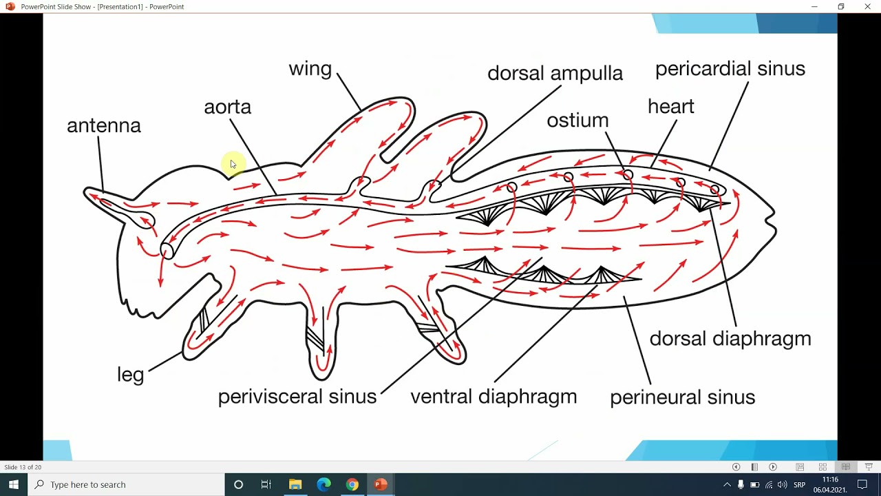 Cirkulacija kod životinja