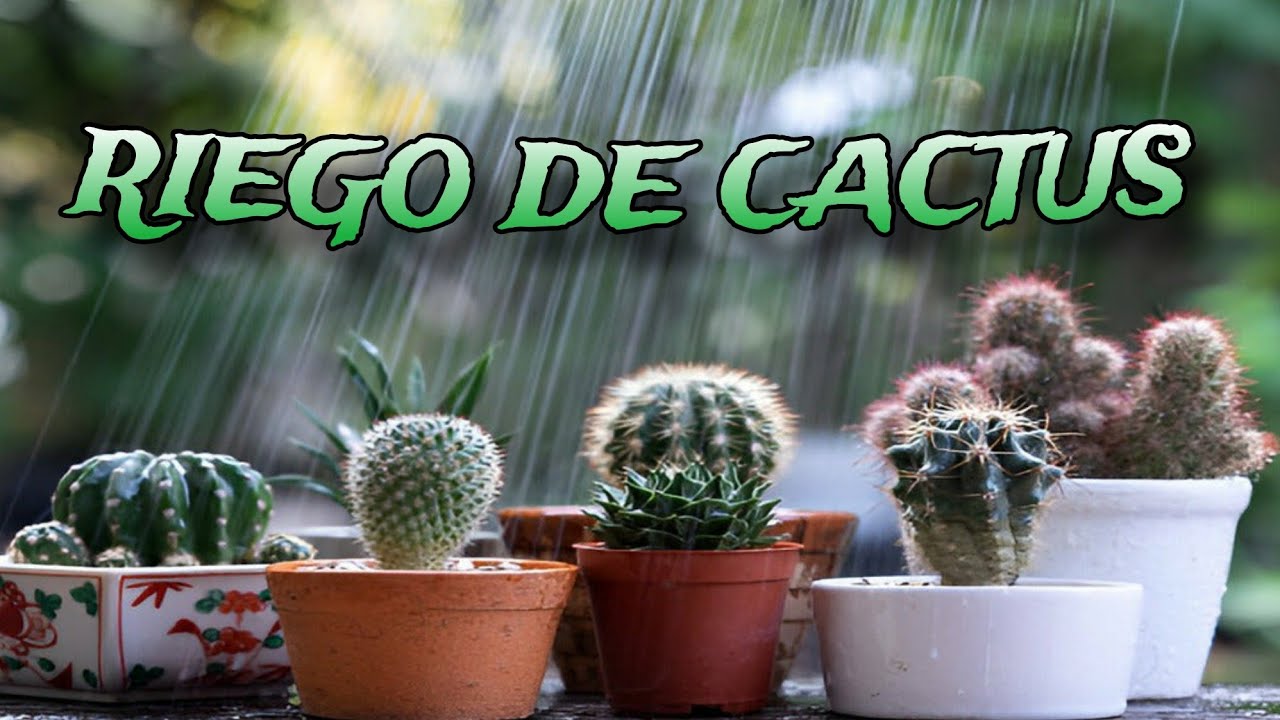 El Riego De Los Cactus & Las Suculentas