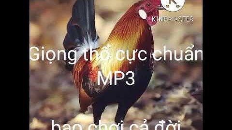 Tiếng gà rừng rặc gáy giọng thổ..cho anh em dùng loa đánh cực hiểu quả 2023