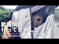 今日のアレコレ【猫キャリーリュック】動物病院に行ってきました/2023.09.08